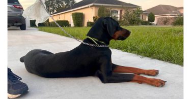 Looking for a Home for Freya, a Spayed Female Doberman