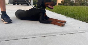 Looking for a Home for Freya, a Spayed Female Doberman
