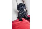 2 Male Miniature Schnauzer puppies for sale