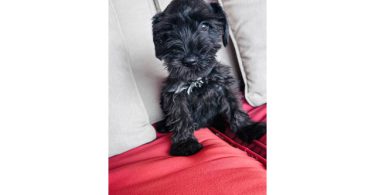 2 Male Miniature Schnauzer puppies for sale