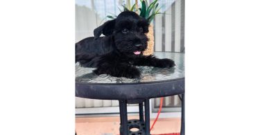 2 Male Miniature Schnauzer puppies for sale
