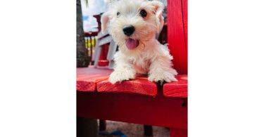 2 Male Miniature Schnauzer puppies for sale