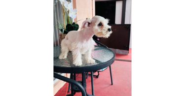 2 Male Miniature Schnauzer puppies for sale