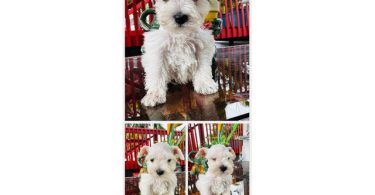 2 Male Miniature Schnauzer puppies for sale
