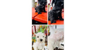 2 Male Miniature Schnauzer puppies for sale