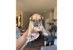 4 Pit bull puppies in need of forever homes