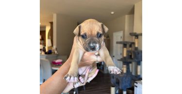 4 Pit bull puppies in need of forever homes
