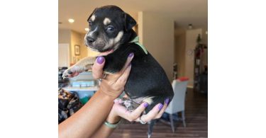 4 Pit bull puppies in need of forever homes