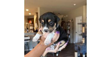 4 Pit bull puppies in need of forever homes
