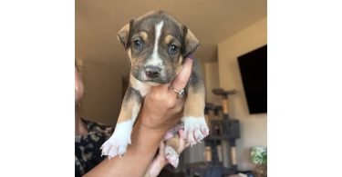 4 Pit bull puppies in need of forever homes