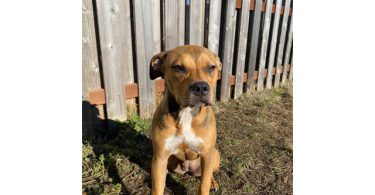 4 Pit bull puppies in need of forever homes