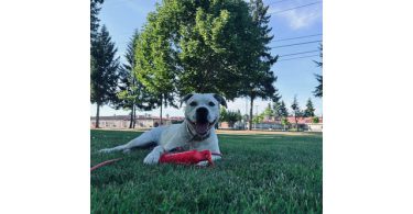 4 Pit bull puppies in need of forever homes