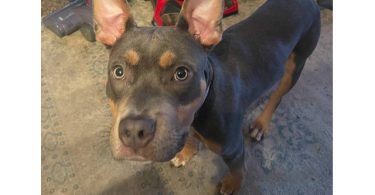 Stunning male blue tri bully