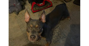 Stunning male blue tri bully