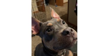Stunning male blue tri bully