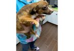 4 Chihuahuas need new homes