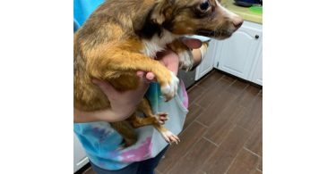 4 Chihuahuas need new homes