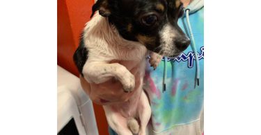 4 Chihuahuas need new homes
