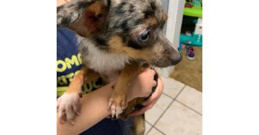 4 Chihuahuas need new homes