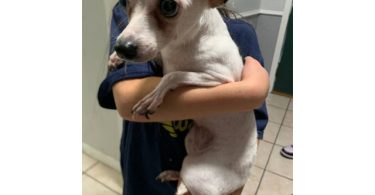 4 Chihuahuas need new homes