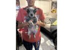 Blue heeler