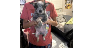 Blue heeler