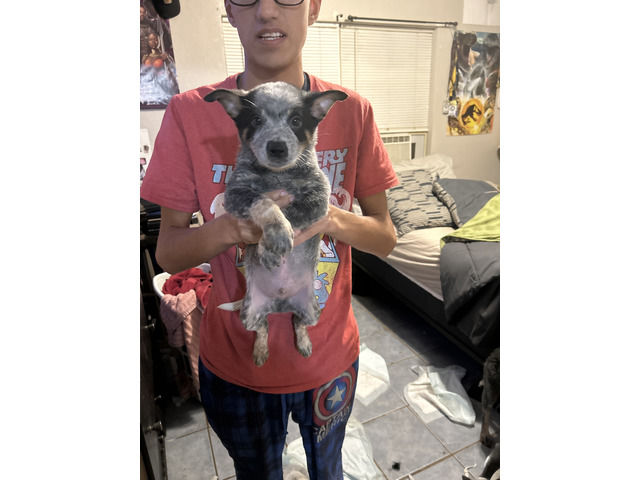 Blue heeler