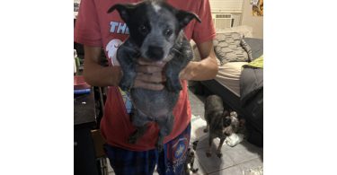 Blue heeler