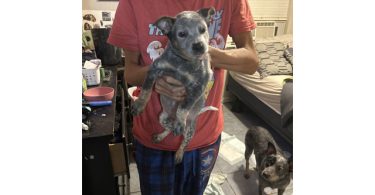 Blue heeler