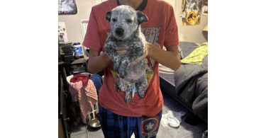 Blue heeler
