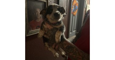 Blue heeler