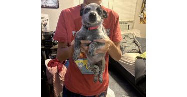 Blue heeler