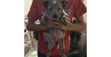 Blue heeler