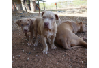 ABKC XL American bully puppies