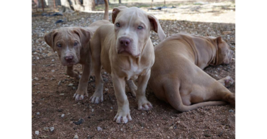ABKC XL American bully puppies