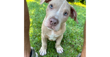 ABKC XL American bully puppies