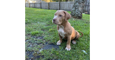 ABKC XL American bully puppies