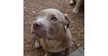 ABKC XL American bully puppies