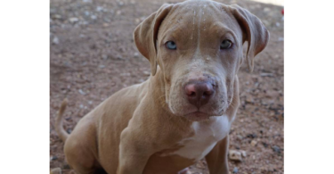 ABKC XL American bully puppies