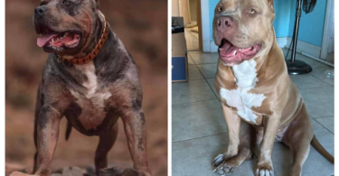 ABKC XL American bully puppies