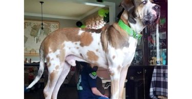 Daniff puppy fully potty trained
