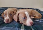 Pit bull puppies with stunning blue eyes