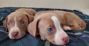 Pit bull puppies with stunning blue eyes