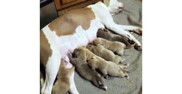 Pit bull puppies with stunning blue eyes