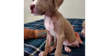 Pit bull puppies with stunning blue eyes