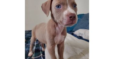 Pit bull puppies with stunning blue eyes