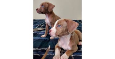 Pit bull puppies with stunning blue eyes