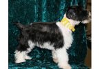 3 Black & White Miniature Schnauzers for sale