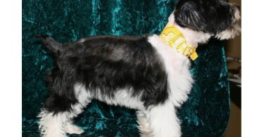 3 Black & White Miniature Schnauzers for sale