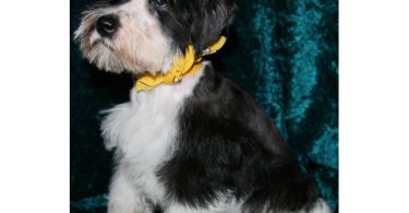 3 Black & White Miniature Schnauzers for sale